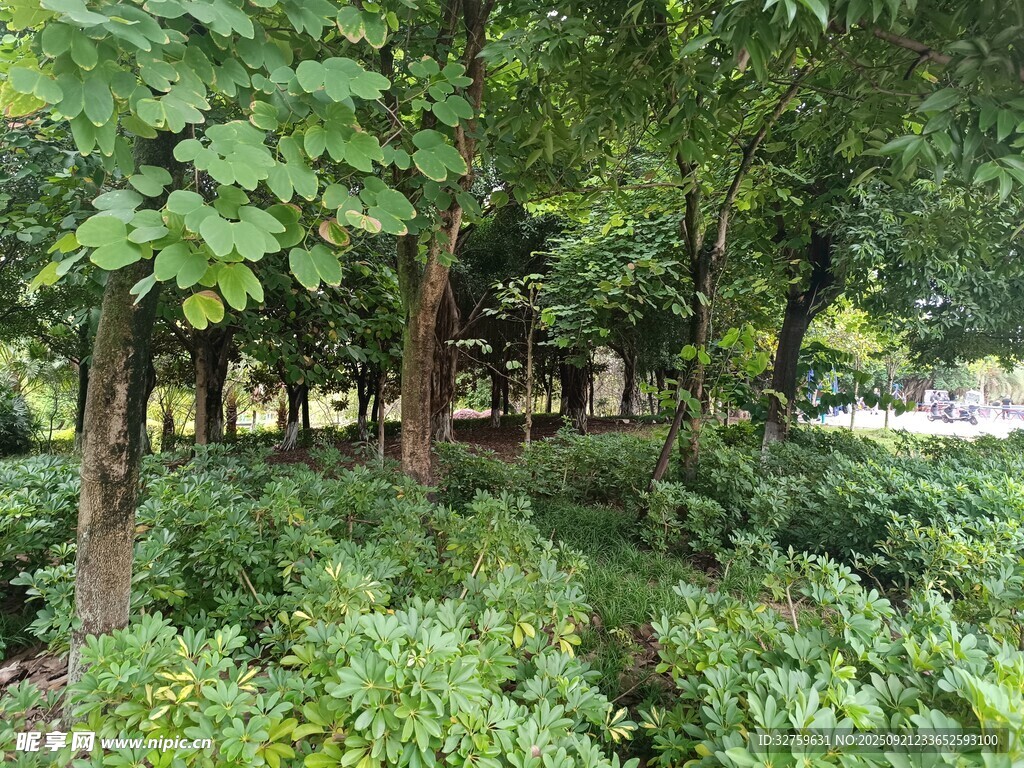 林间绿意盎然的自然景致