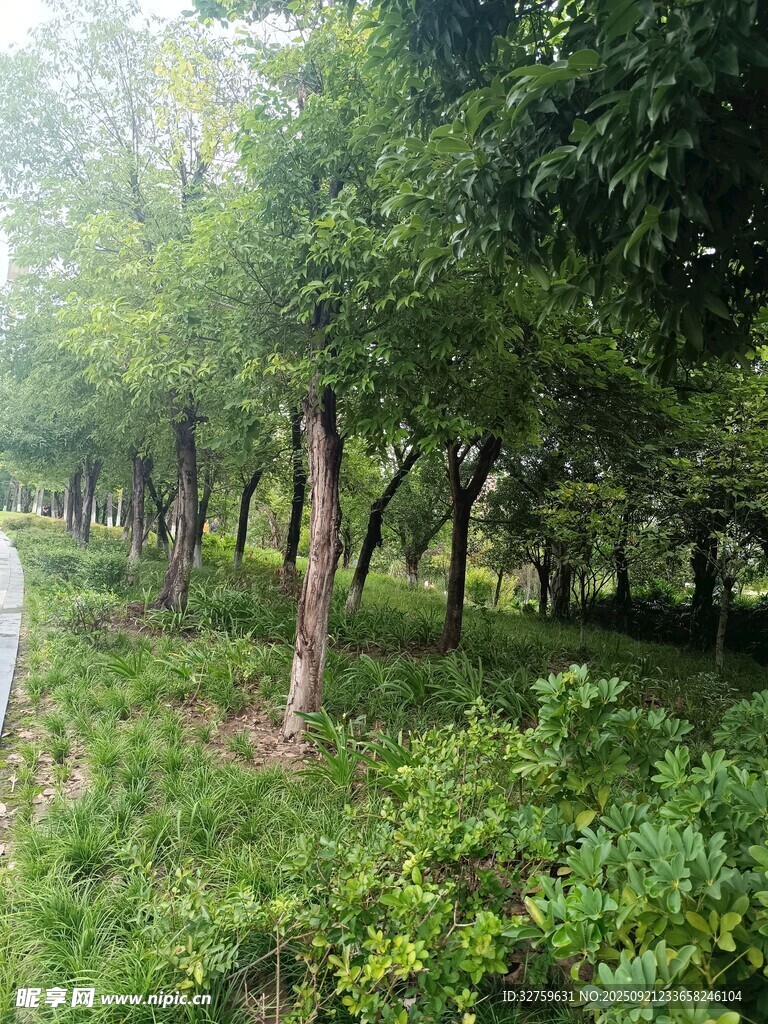 林间绿意盎然的自然景致