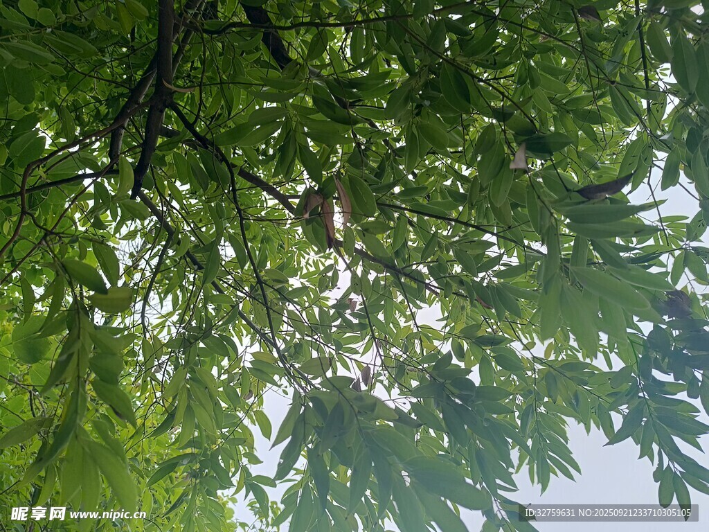 绿叶间栖息的小鸟