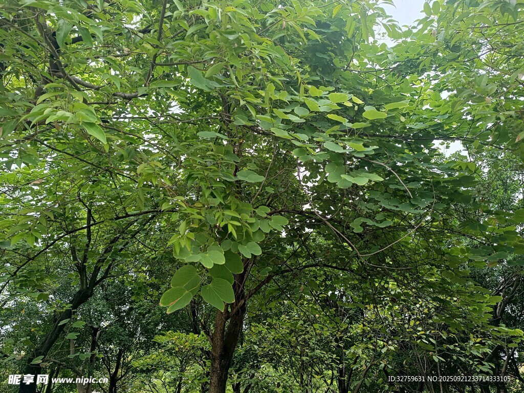 茂密绿树成荫的自然景象