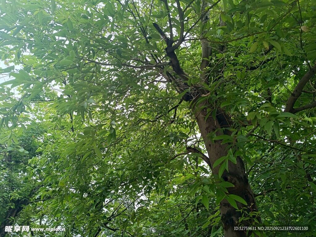 繁茂绿树展现自然生机