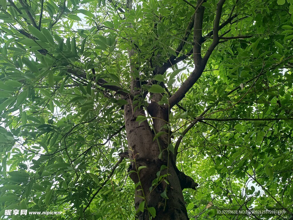 仰视繁茂大树