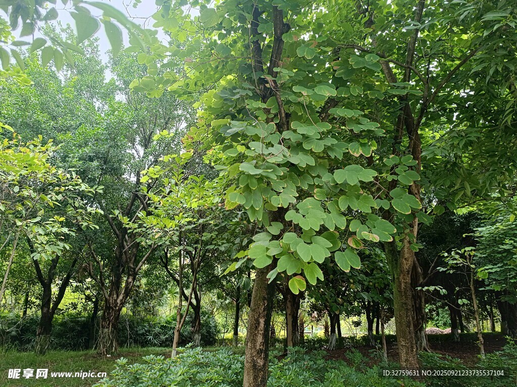 绿意盎然的茂密树林