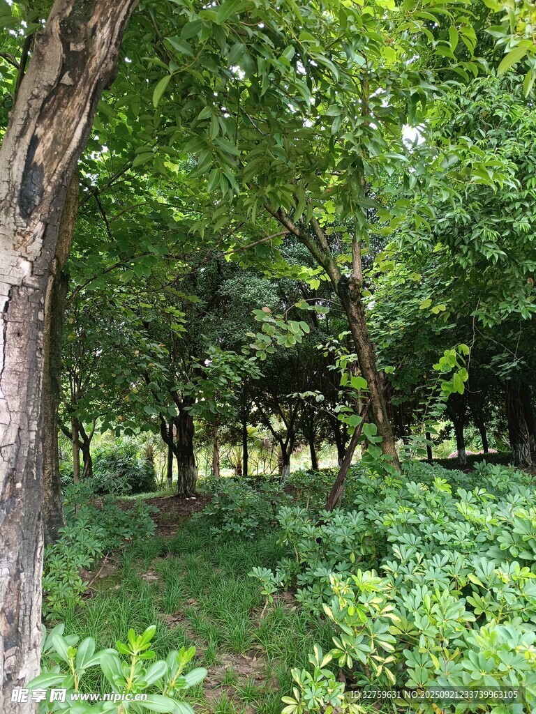 夏日林间绿意盎然