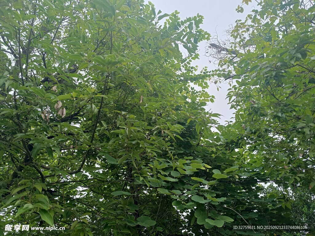 繁茂绿树 