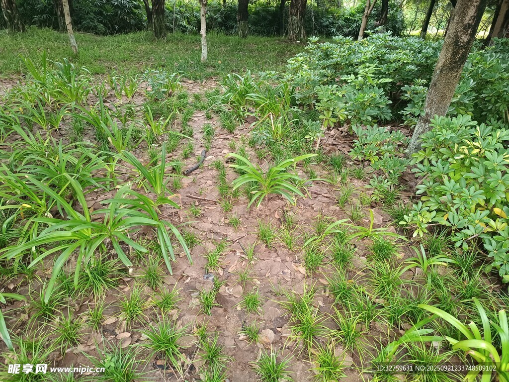 林间繁茂绿植景观