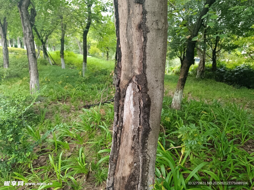 树干受损的绿意森林