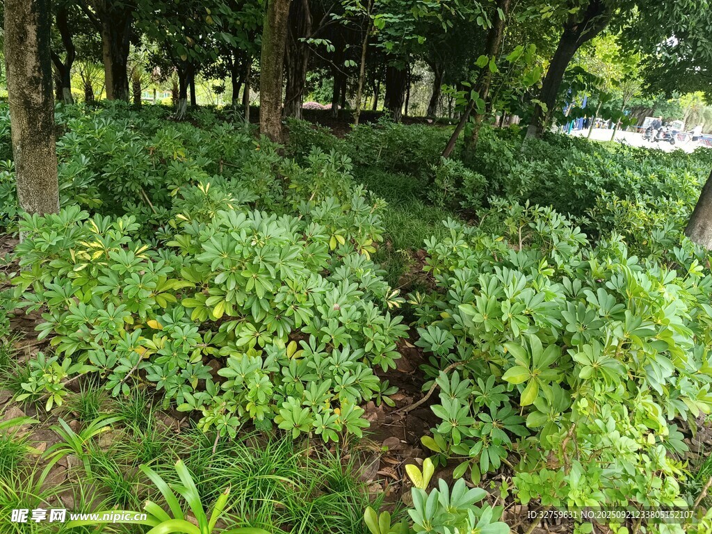 林间繁茂绿植景观