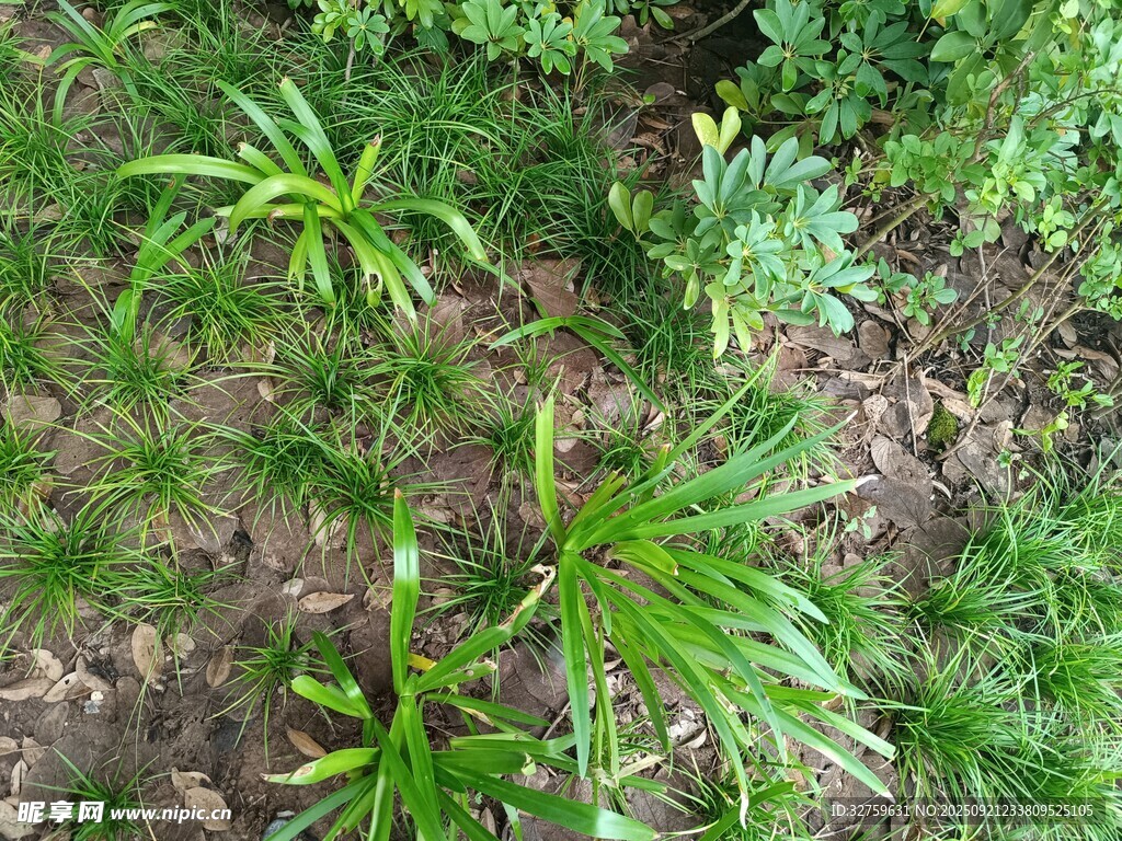 地面生长的嫩绿植物