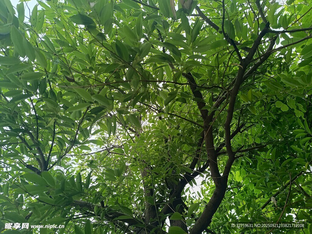 繁茂绿树