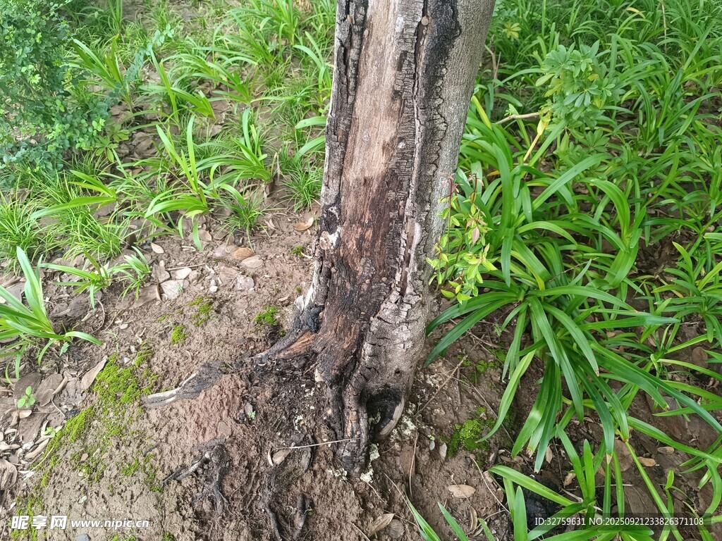 树干基部受损的植物景象