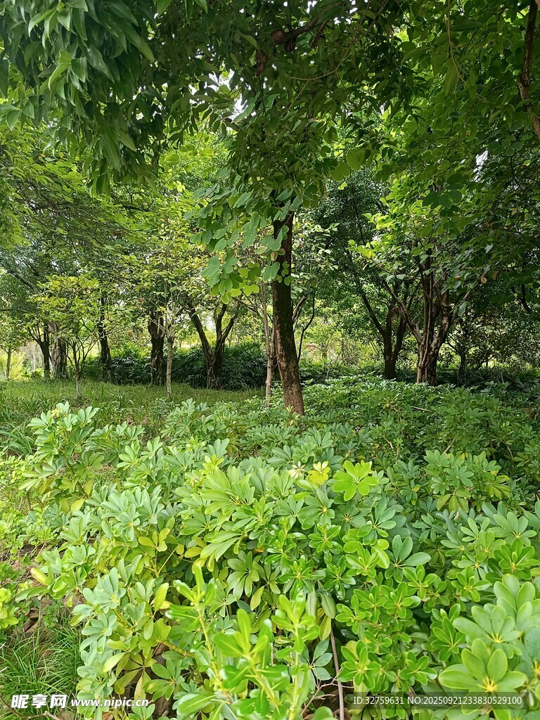 绿意盎然的森林景色