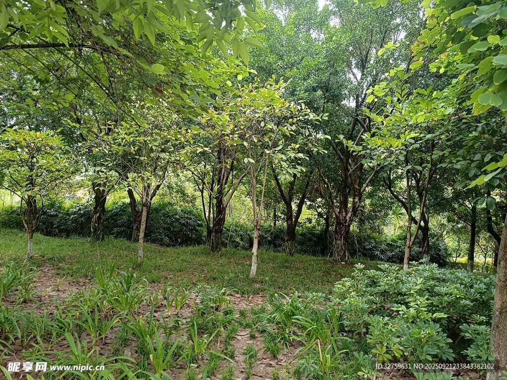 林间绿意盎然的自然景致