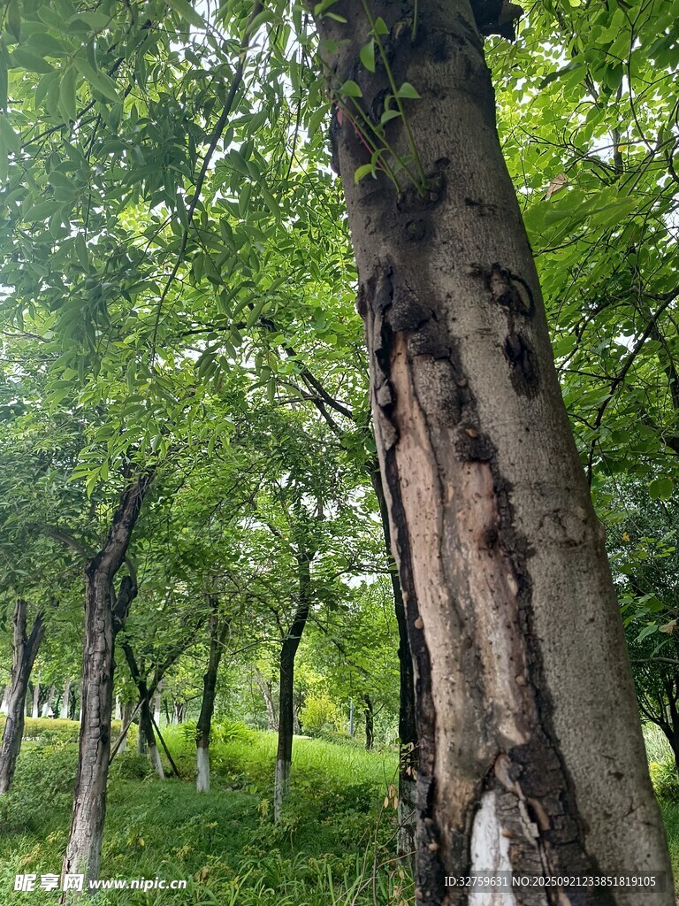 林间斑驳树干与葱郁绿树