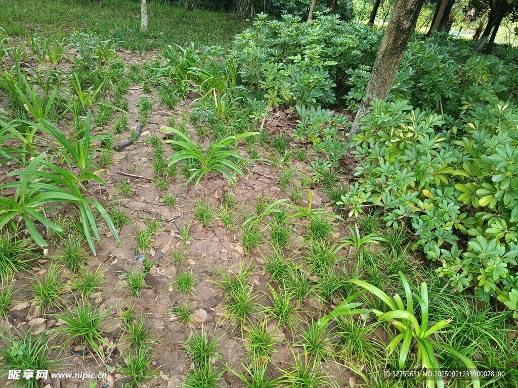 野外绿植丛生的地面场景