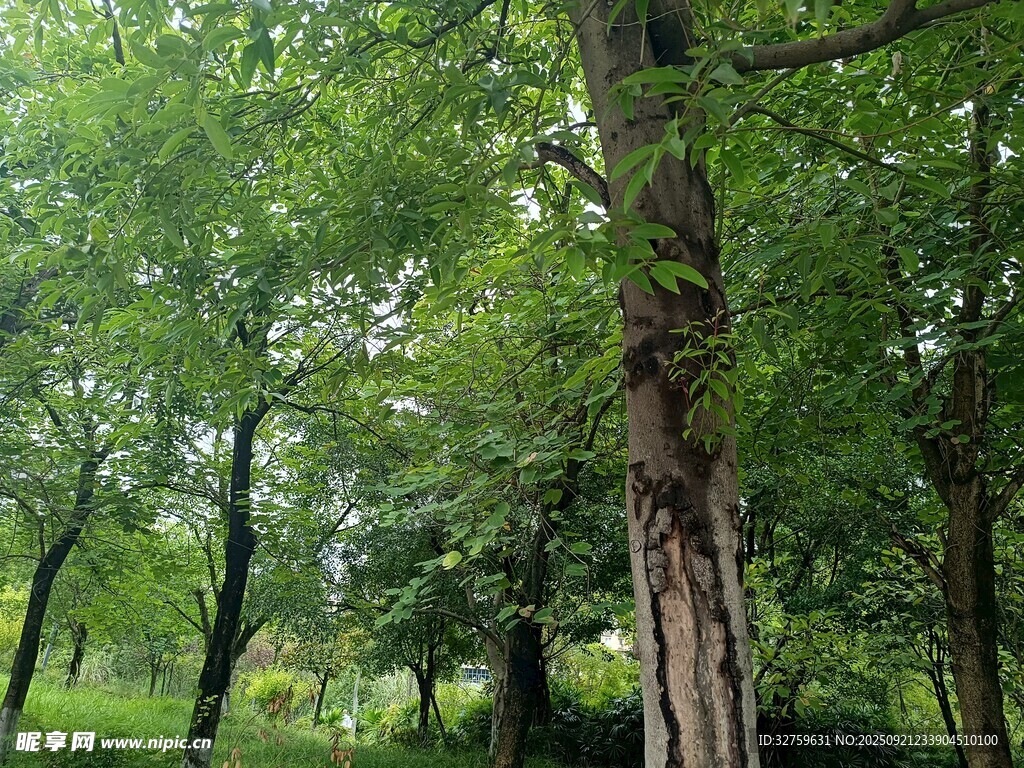 绿意盎然的林间景象