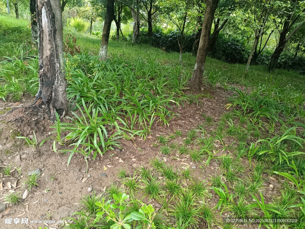 林间草地绿意盎然