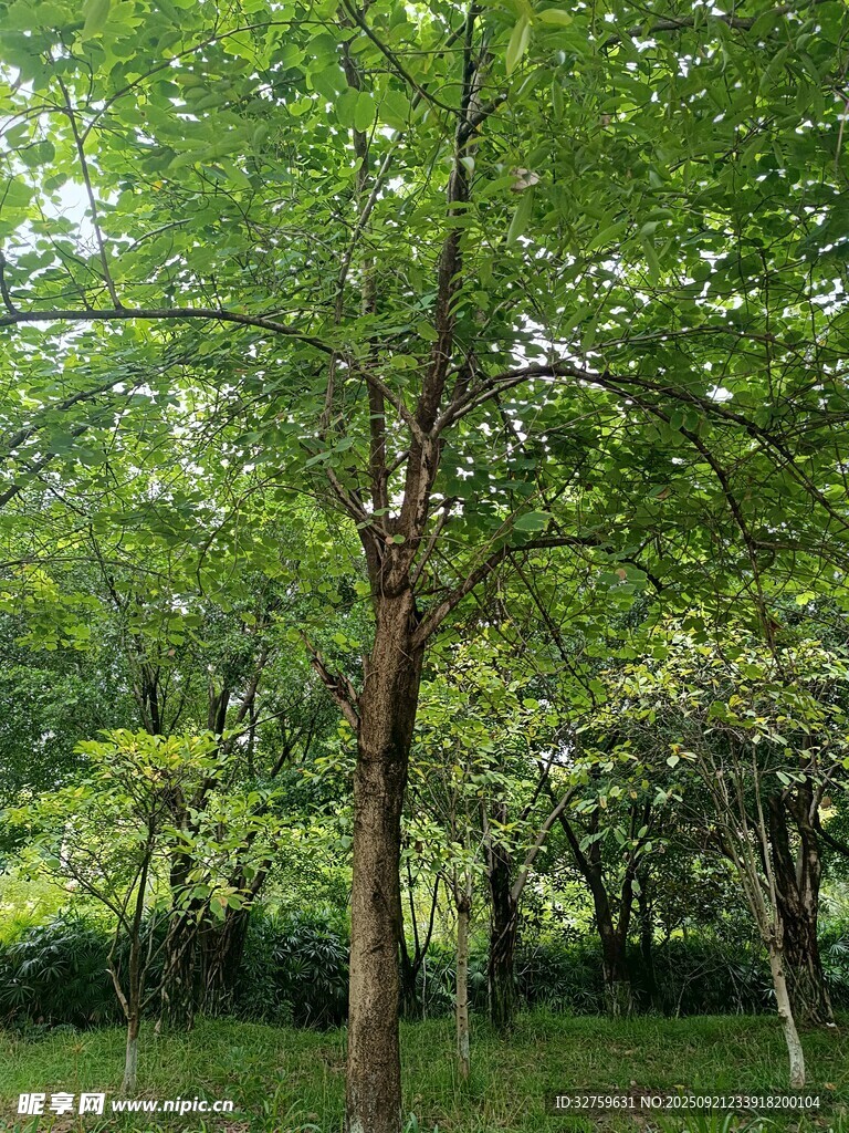 夏日葱郁树林景观