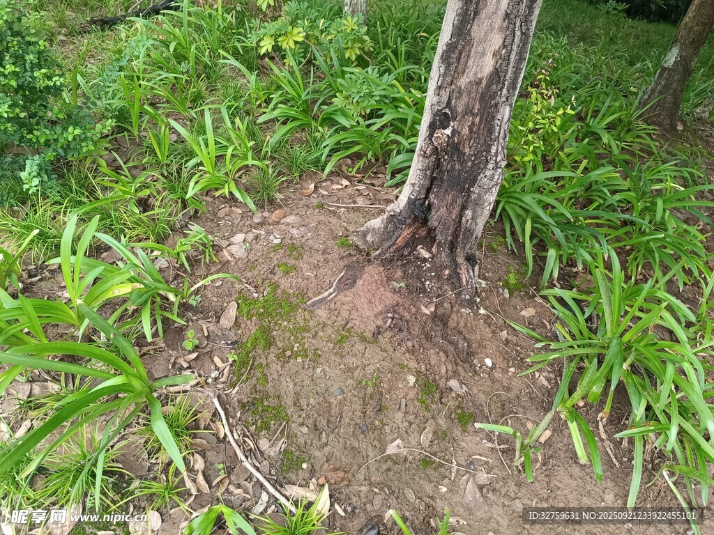 树下绿意盎然的植物景观