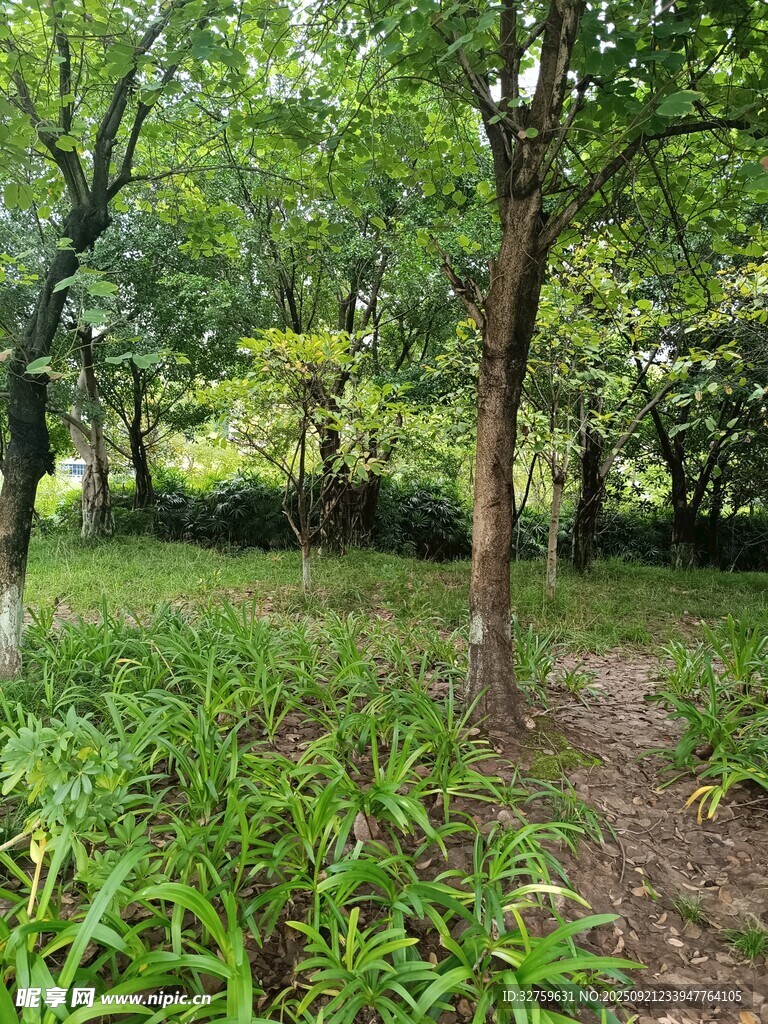 林间绿意盎然的自然景致