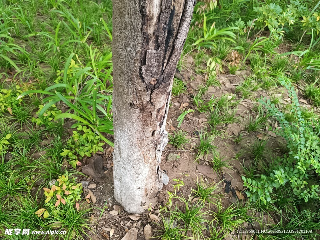 树干遭啃食的林间景象