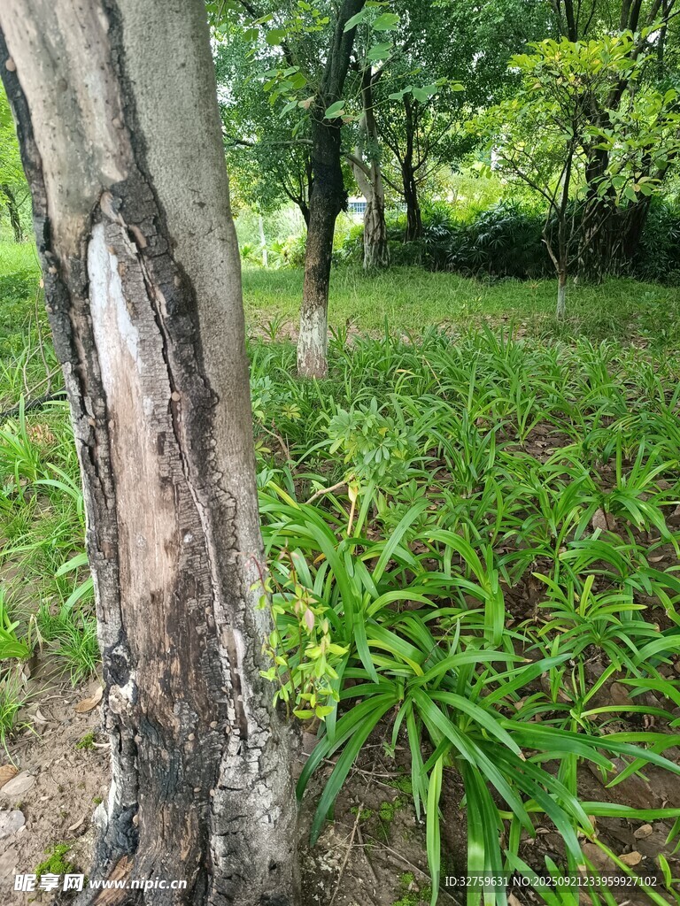 林间树干旁的葱郁绿植