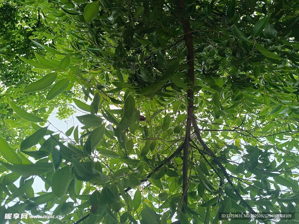 仰视繁茂绿树树冠