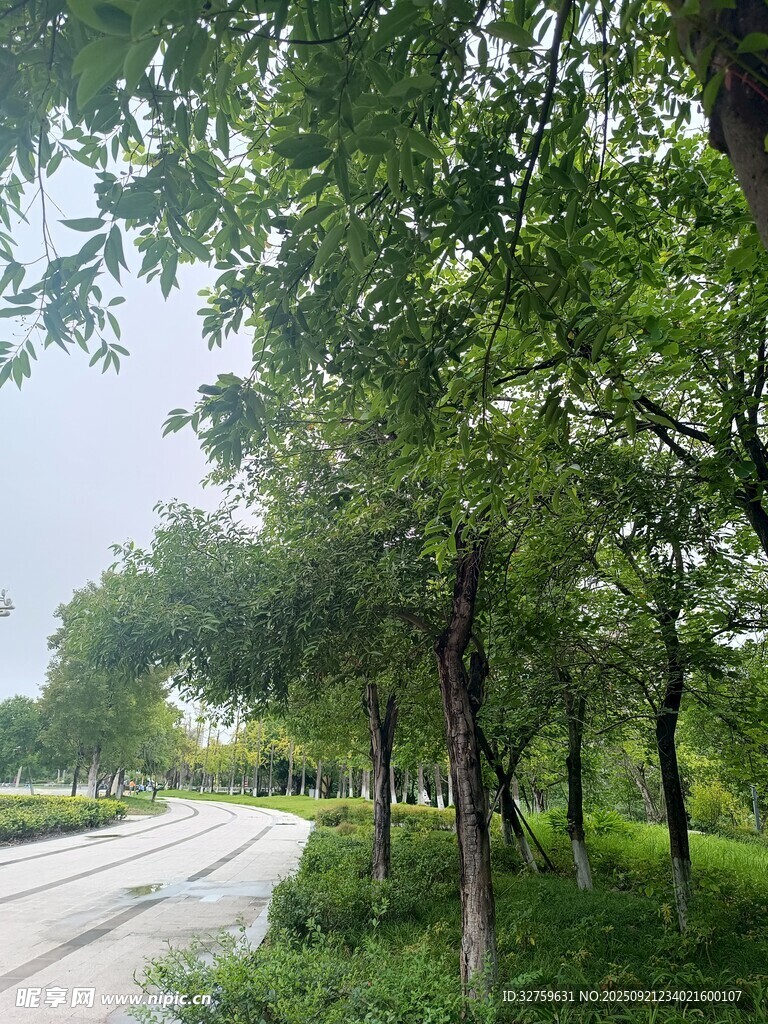 林荫大道