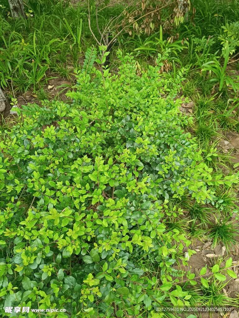 翠绿繁茂的地面绿植景观