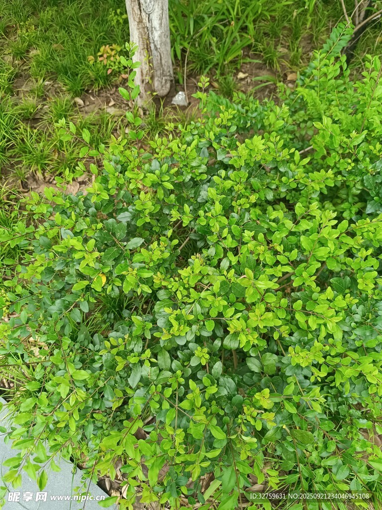 翠绿繁茂的地面绿植景观