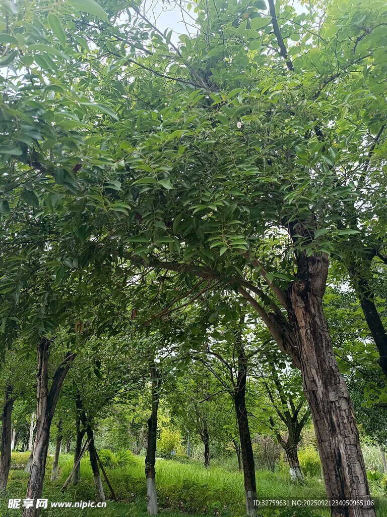 夏日葱郁树林景观