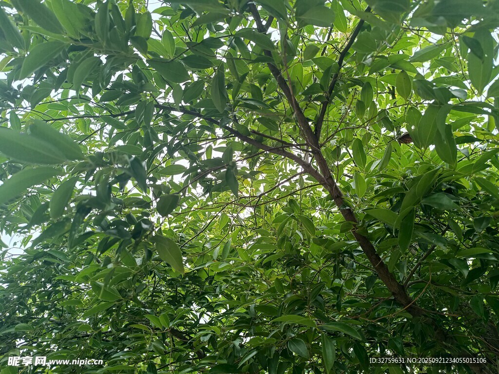 繁茂绿树
