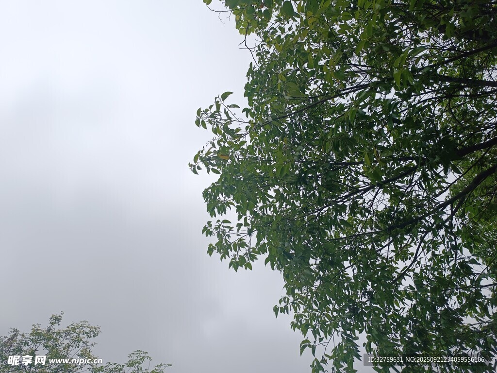 雨中枝叶