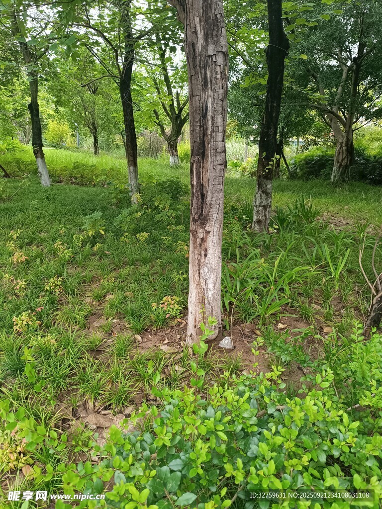林间草地树木自然景致