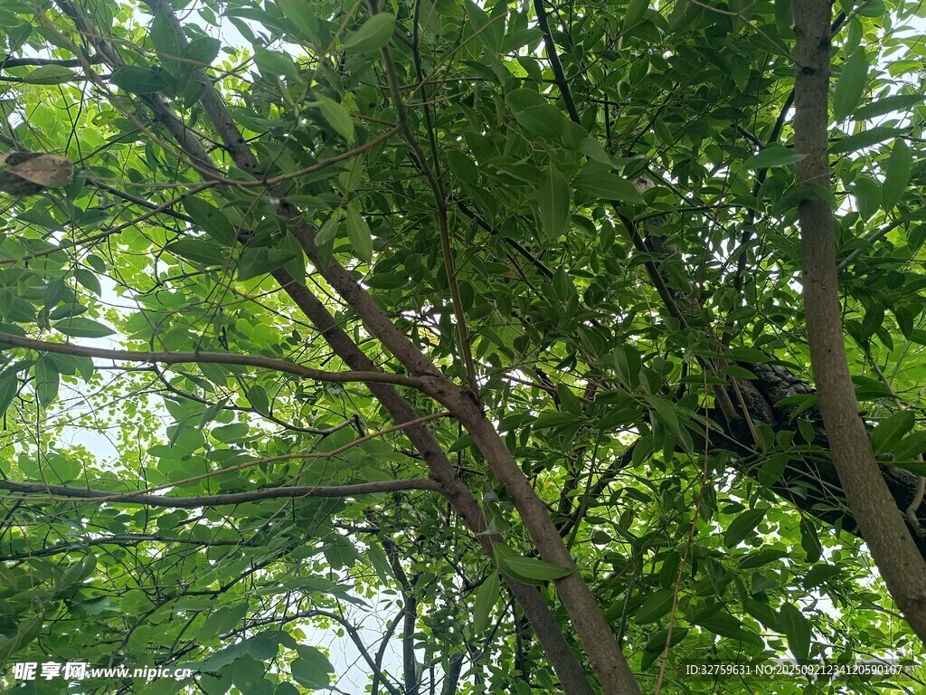 繁茂绿树间的生机景象