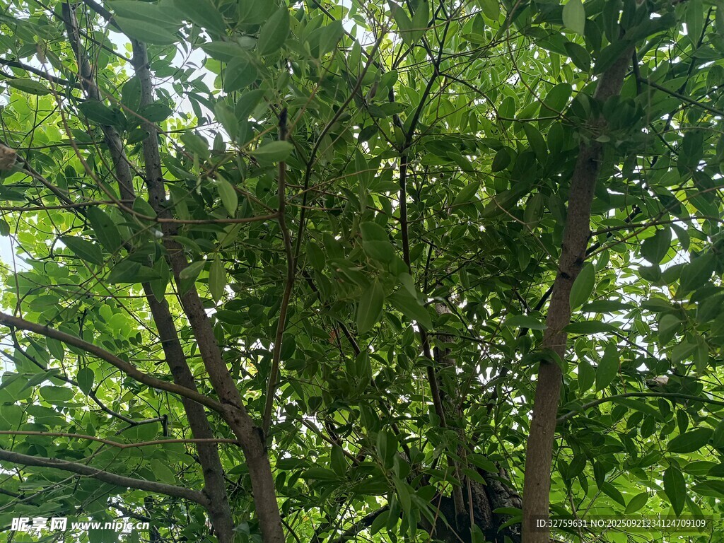 茂密树林中的繁茂枝叶