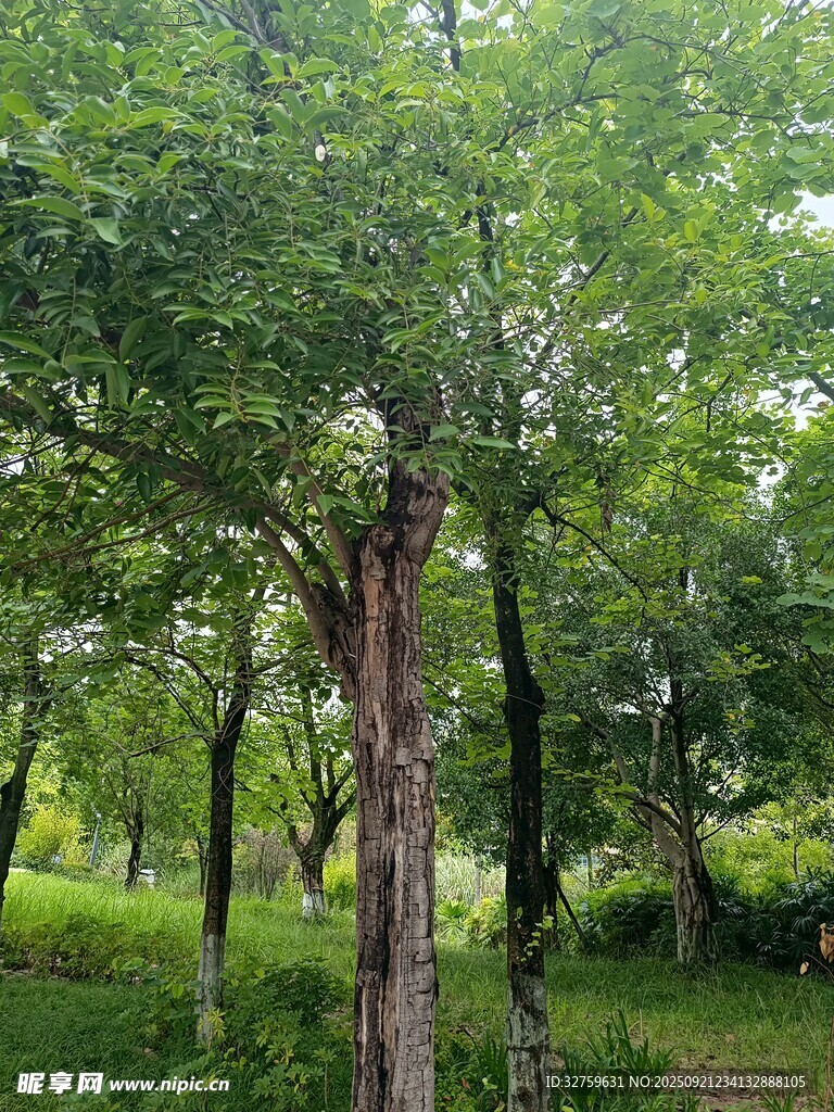 夏日葱郁树林景观