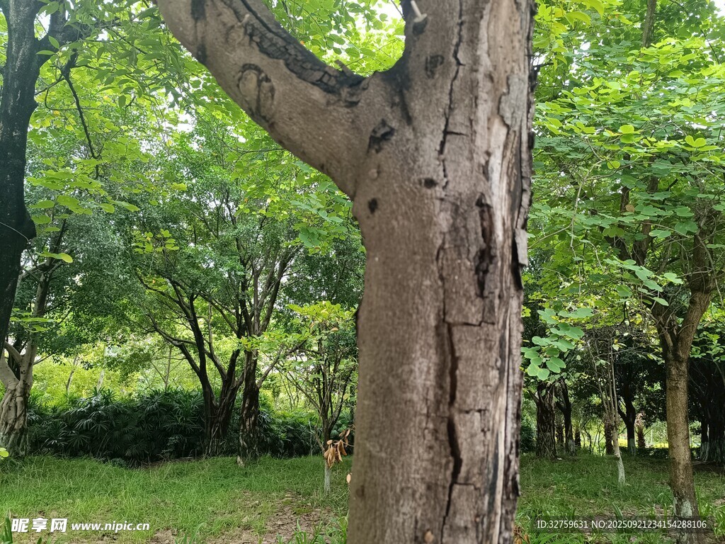 粗壮树干旁的绿意盎然