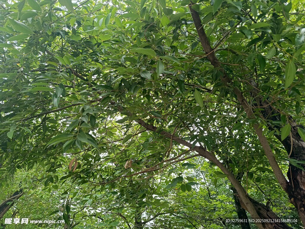 茂密绿荫下的繁茂树林