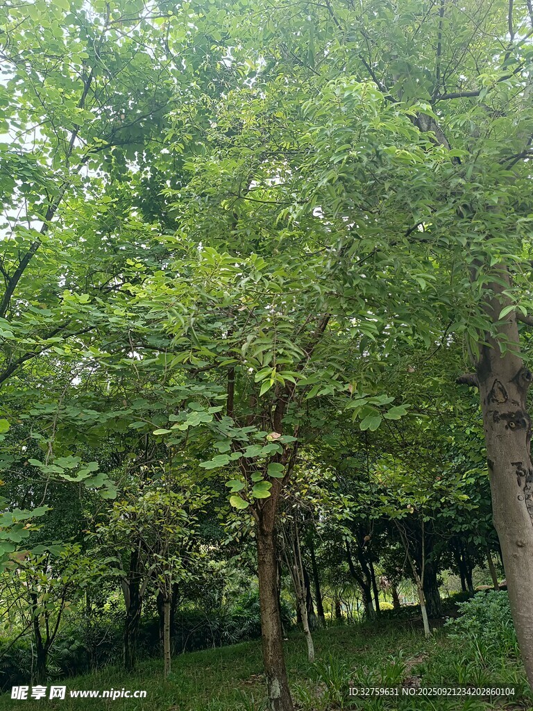 茂密树林绿意盎然