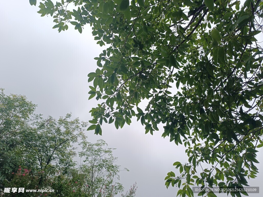 雨中葱郁树木