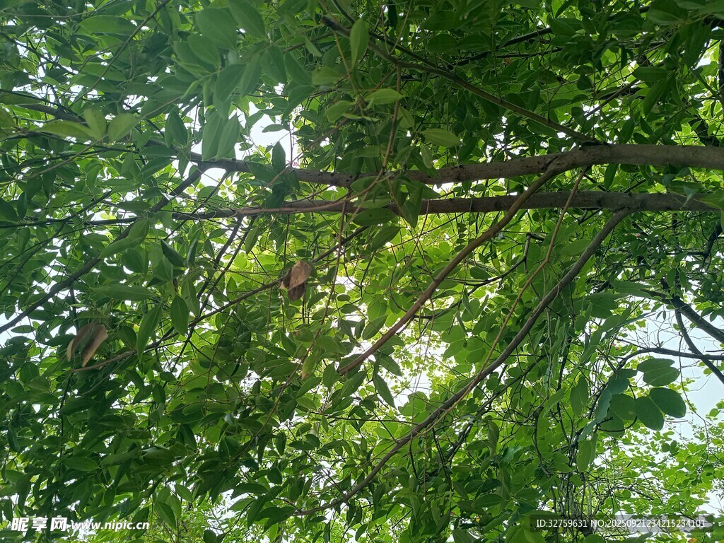 仰视繁茂绿树树冠