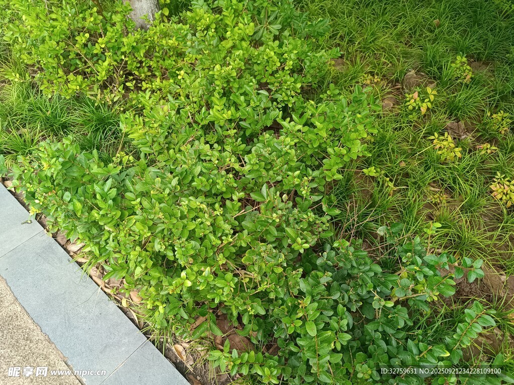 翠绿繁茂的地面绿植景观