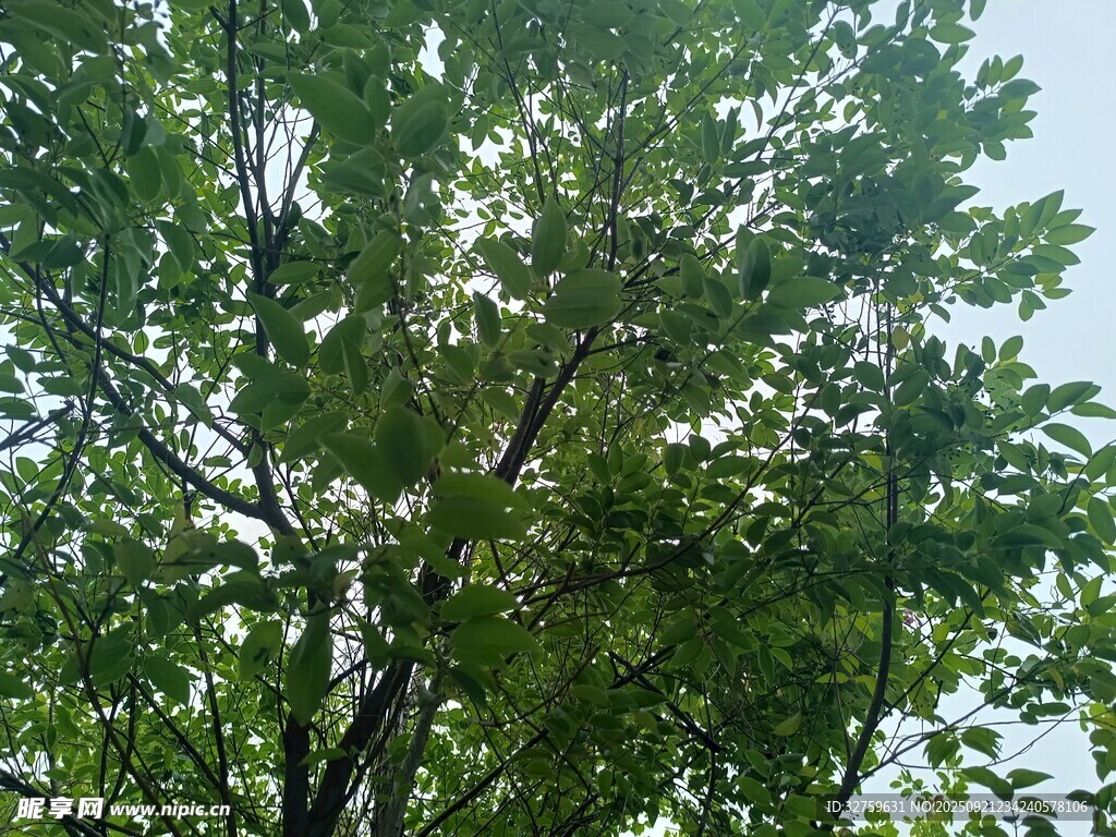 繁茂绿树