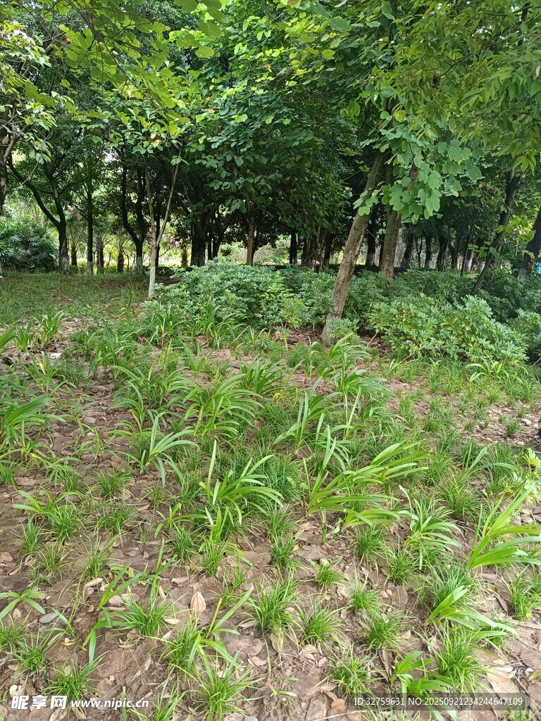 林间草地绿意盎然
