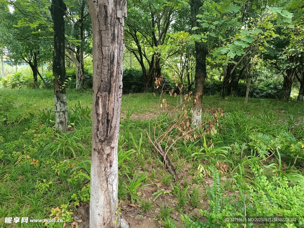 林间绿意盎然的自然景象