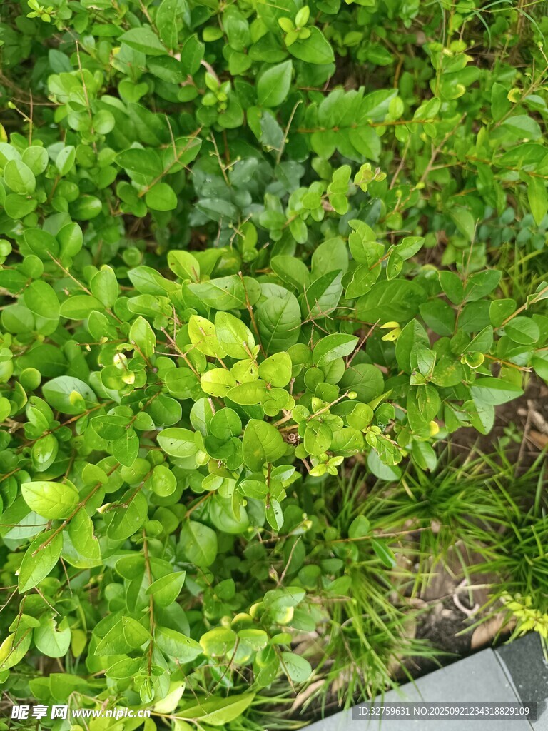 翠绿繁茂的地面绿植景观