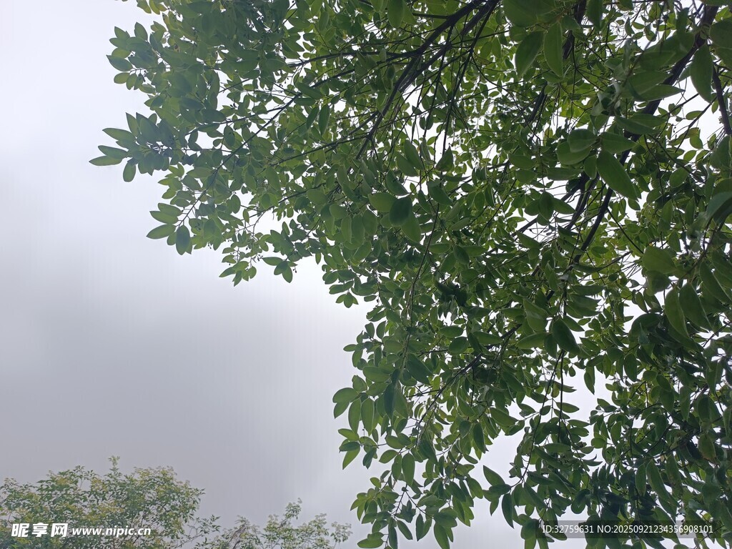 雾中枝叶