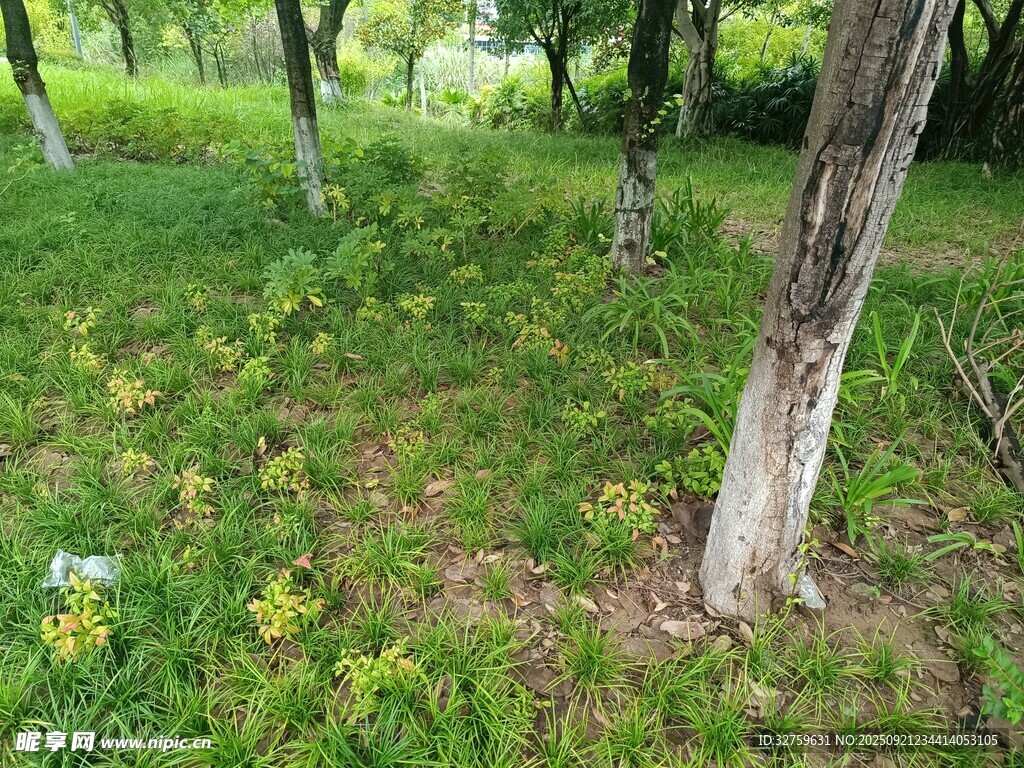 林间草地