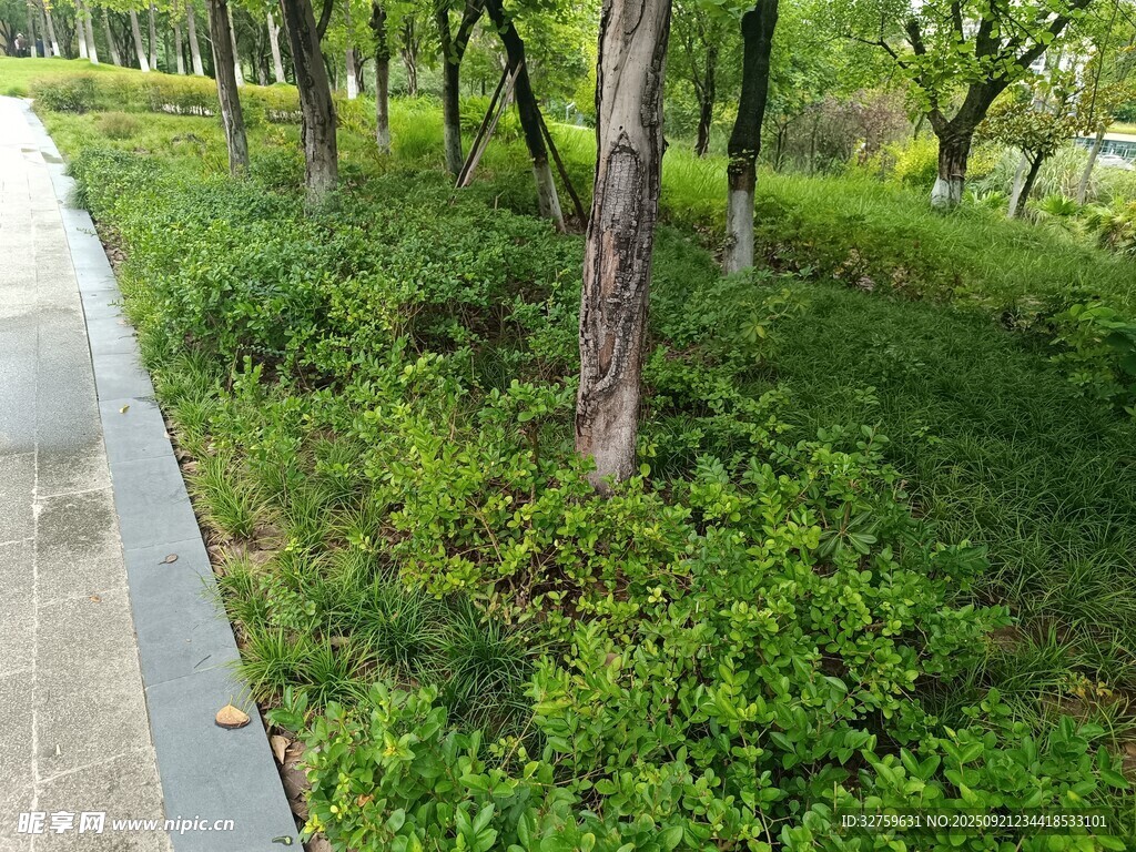 路边绿意盎然的树林景观